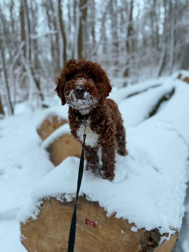 Bobby — Mountain Valley Poodles puppy photo 1