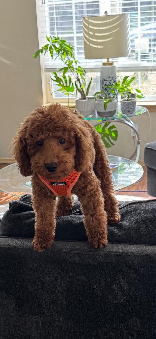 Boots — Mountain Valley Poodles puppy photo 2