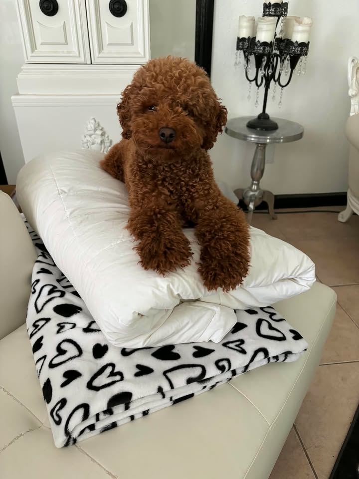 Cointreau — Mountain Valley Poodles puppy photo 1