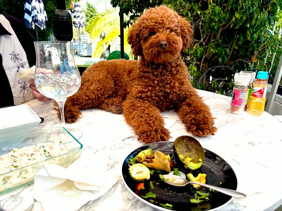 Cointreau — Mountain Valley Poodles puppy photo 3