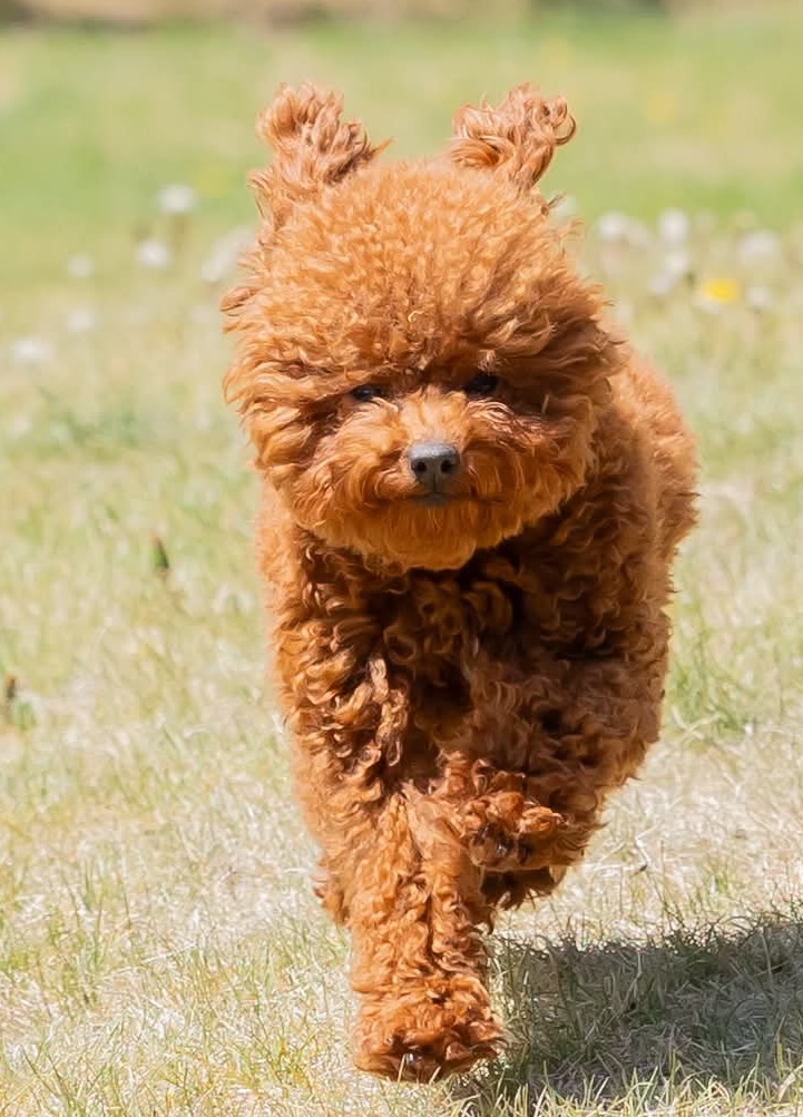 Dora — Mountain Valley Poodles puppy photo 1