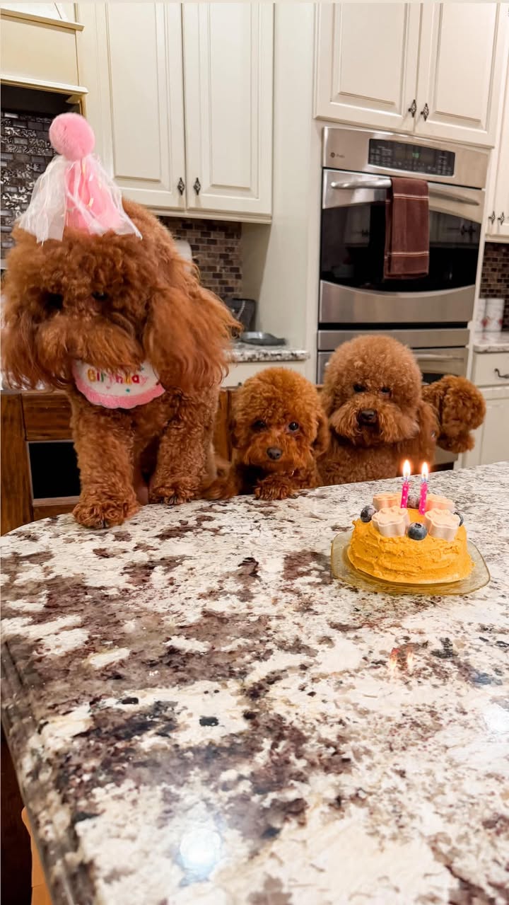 Gigi — Mountain Valley Poodles puppy photo 2