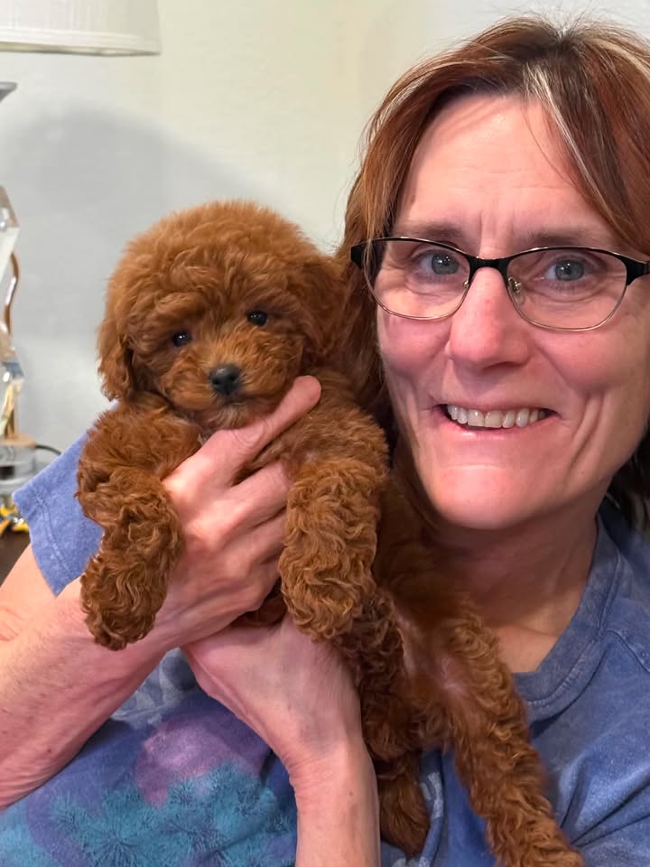 Penny — Mountain Valley Poodles puppy photo 1