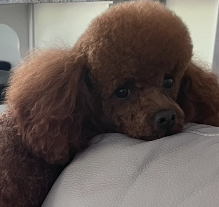 Zoe — Mountain Valley Poodles puppy photo 1