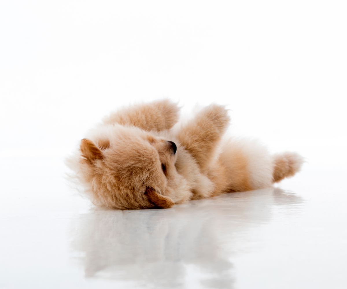 1naturalbeautypomeranianspng - Mini Poodle Puppies For Sale in Utah A fluffy, light brown mini poodle puppy lies on its back on a shiny white surface, playfully raising its paws in the air. The background is bright and minimalistic, capturing the joyful spirit of mini poodle puppies.
