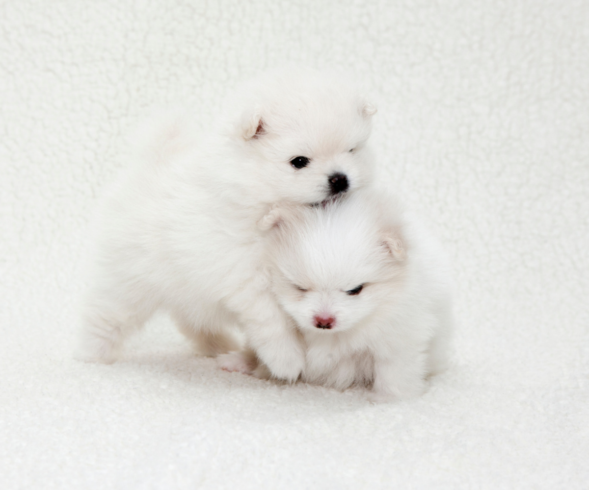 2naturalbeautypomeranianspng - Mini Poodle Puppies For Sale in Utah Two fluffy white poodle puppies are standing close together on a soft white surface. One playfully places its paw on the other’s back. Their small, dark eyes and noses blend into the light background—adorable pups from a mini poodle breeder in Utah.