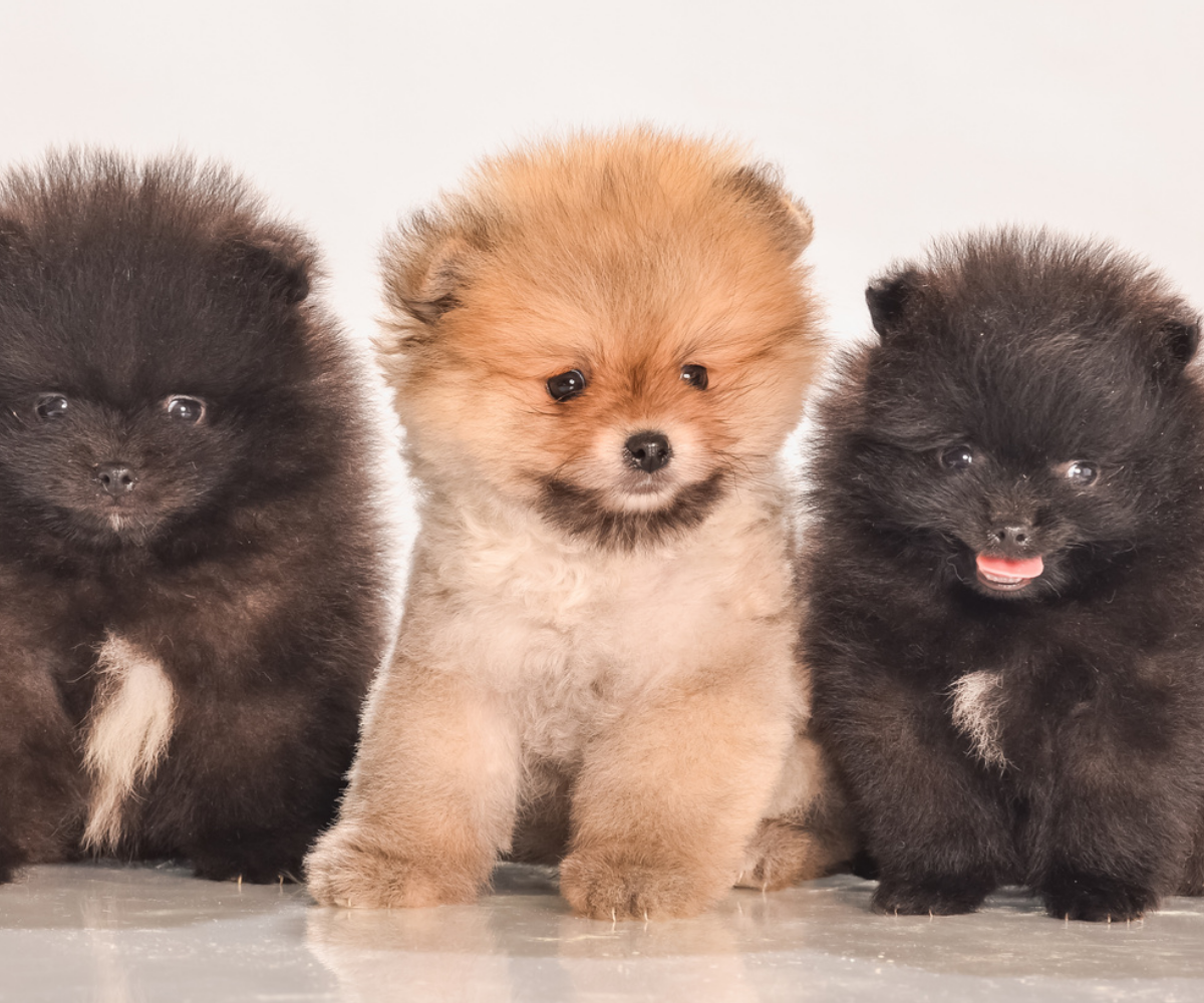 3naturalbeautypomeranianspng - Mini Poodle Puppies For Sale in Utah Three fluffy puppies sit side by side; the ones on the left and right are black with white markings, while the one in the center is light brown with a darker face—all adorable poodle puppies Utah families will love, gazing toward the camera.