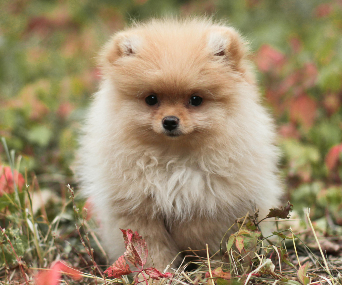 4naturalbeautypomeranianspng - Mini Poodle Puppies For Sale in Utah A fluffy, light brown Pomeranian puppy sits on grass surrounded by green and red leaves, looking directly at the camera with a curious expression—perfect for fans of cute mini poodle puppies.