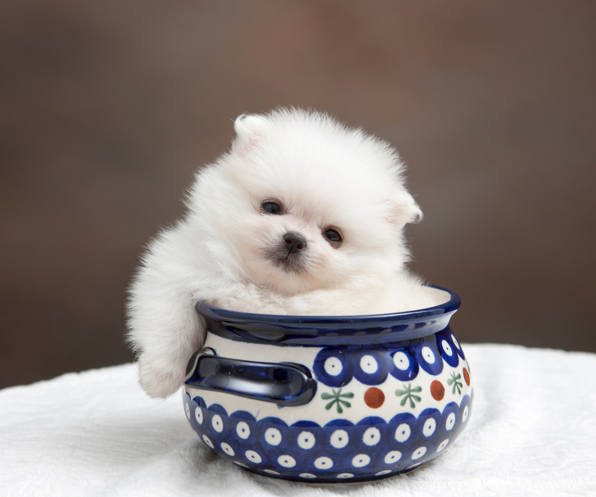 5naturalbeautypomeranianspng - Mini Poodle Puppies For Sale in Utah A fluffy white mini poodle puppy sits adorably inside a decorative blue and white ceramic bowl, resting its head on the rim and looking at the camera. The background is softly blurred, highlighting the charm of poodle puppies Utah loves.