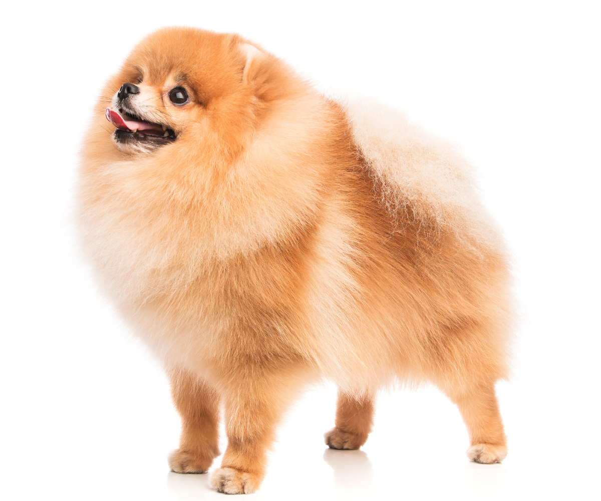 6naturalbeautypomeranianspng - Mini Poodle Puppies For Sale in Utah A fluffy Pomeranian dog with a thick orange-brown coat stands on a white background, looking to the side with its tongue slightly out—perfect for anyone who loves adorable puppies.