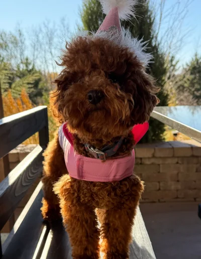 A small brown curly-haired dog, possibly from a mini poodle breeder, wears a pink jacket and party hat while standing on a wooden bench outdoors, with trees and a brick wall in the background.