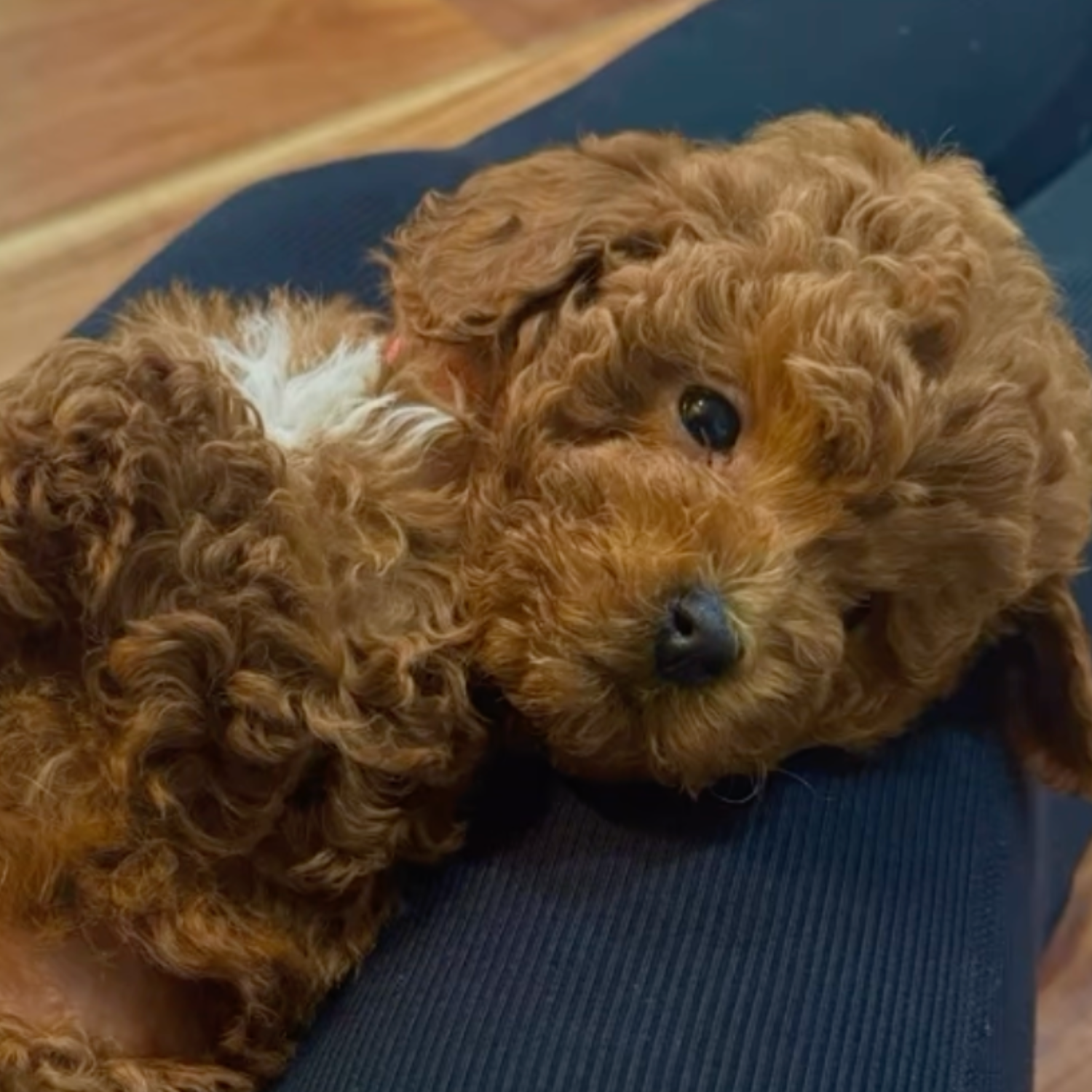 10utah poodlespng - Mini Poodle Puppies For Sale in Utah A small, curly-haired mini red poodle puppy with a white patch on its chest lies on its back, resting on someone’s legs and looking up with big, dark eyes—one of the cutest mini poodle puppies you'll ever see.