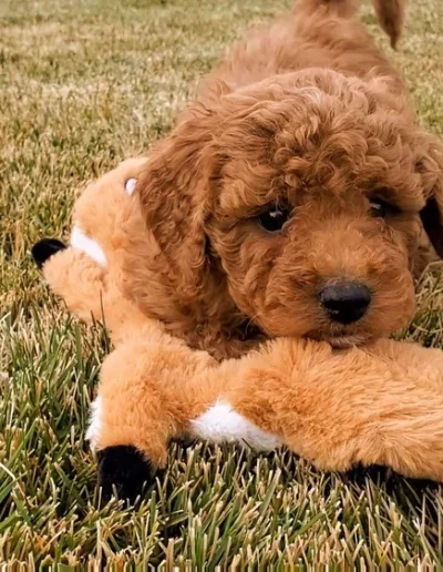 A curly-haired brown mini red poodle puppy lies on grass, playfully chewing on a plush toy shaped like a fox—an adorable scene from one of the top mini poodle breeders in Utah.