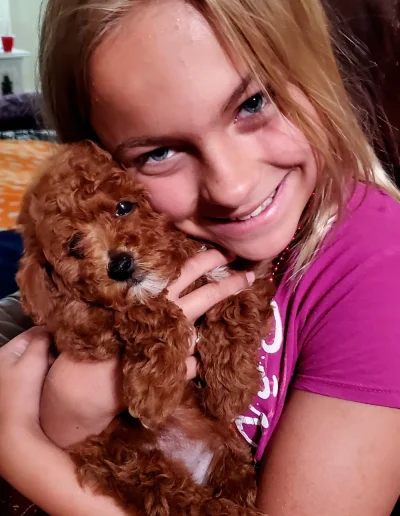 A smiling young girl with blond hair, wearing a pink shirt, hugs a small, curly-haired brown puppy indoors. Bright light pours in from the window—this adorable mini red poodle could be from a trusted mini poodle breeder.
