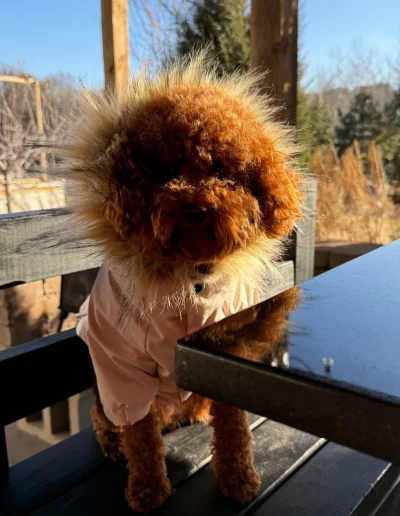 A small brown mini poodle puppy sits on a bench outdoors, wearing a light-colored jacket with a fluffy hood. Sunlight highlights its curly fur, and there is a table and trees in the background. Perfect for those seeking poodle puppies in Utah.