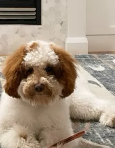 A fluffy white mini poodle puppy with brown ears and markings lies on a patterned rug inside a home, holding a stick-like toy between its front paws.