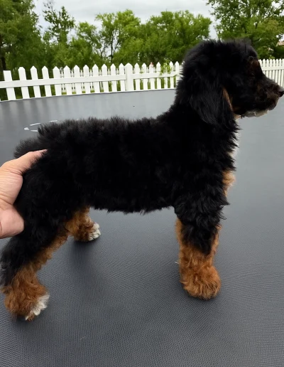A black and brown mini poodle puppy with fluffy fur stands on a gray surface outdoors. A hand gently holds its side. White picket fencing and green trees are visible in the background, perfect for anyone searching for mini poodle puppies in Utah.