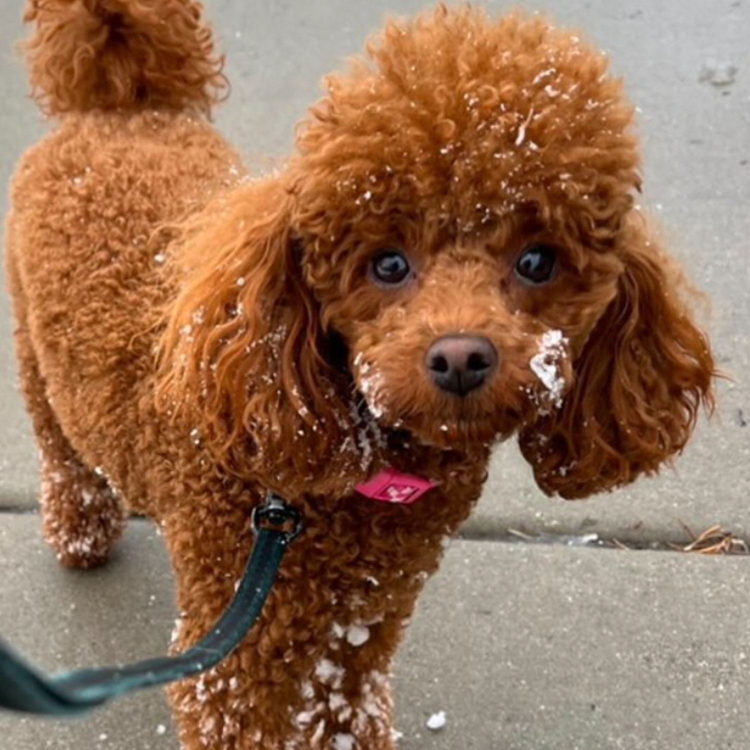 7utah poodlespng - Mini Poodle Puppies For Sale in Utah A small brown poodle with curly fur stands on a sidewalk, looking up. Snowflakes are scattered on its face and body. This adorable pup from a mini poodle breeder wears a pink collar and is on a leash.