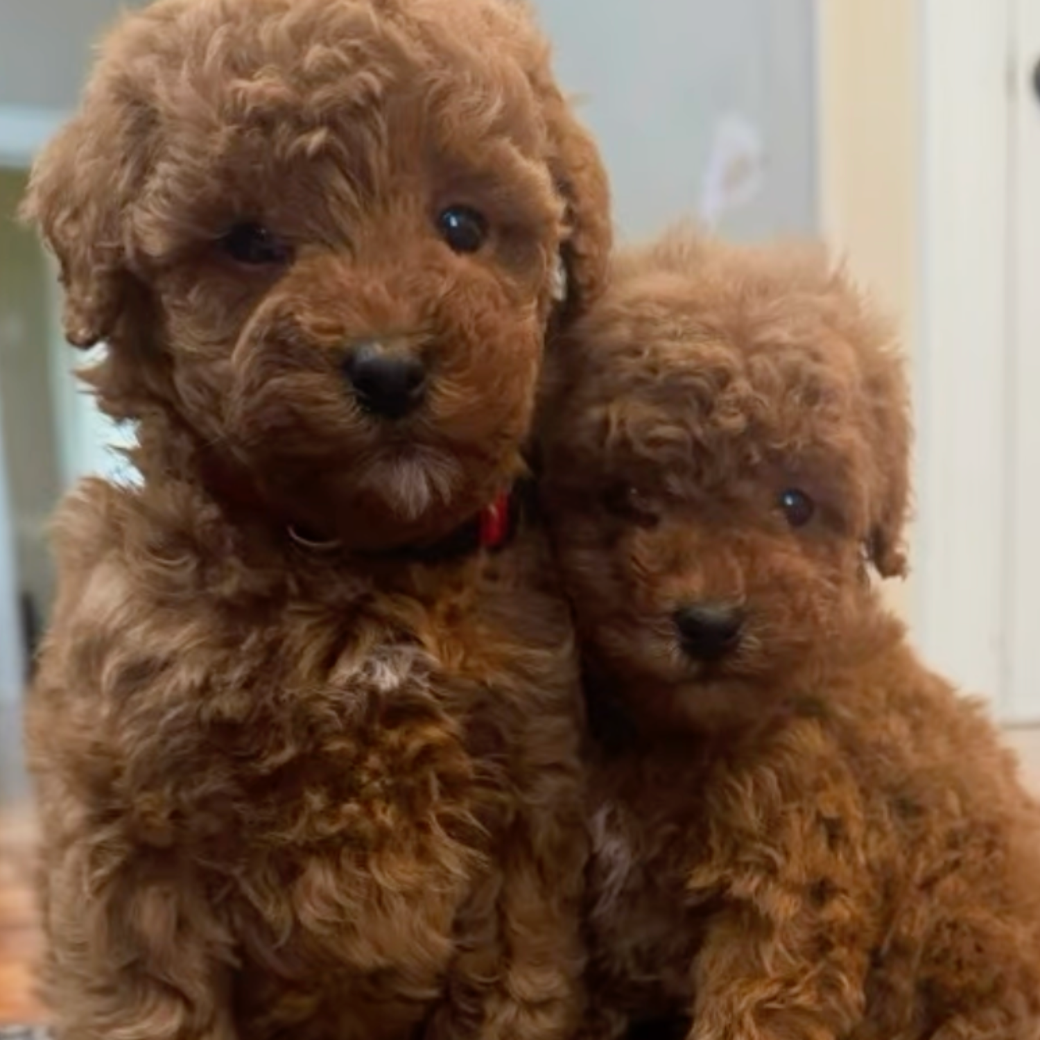 8utah poodlespng - Mini Poodle Puppies For Sale in Utah Two small, fluffy brown puppies with curly fur sit close together indoors, looking at the camera with sweet expressions—perfect poodle puppies from a top mini poodle breeder in Utah.
