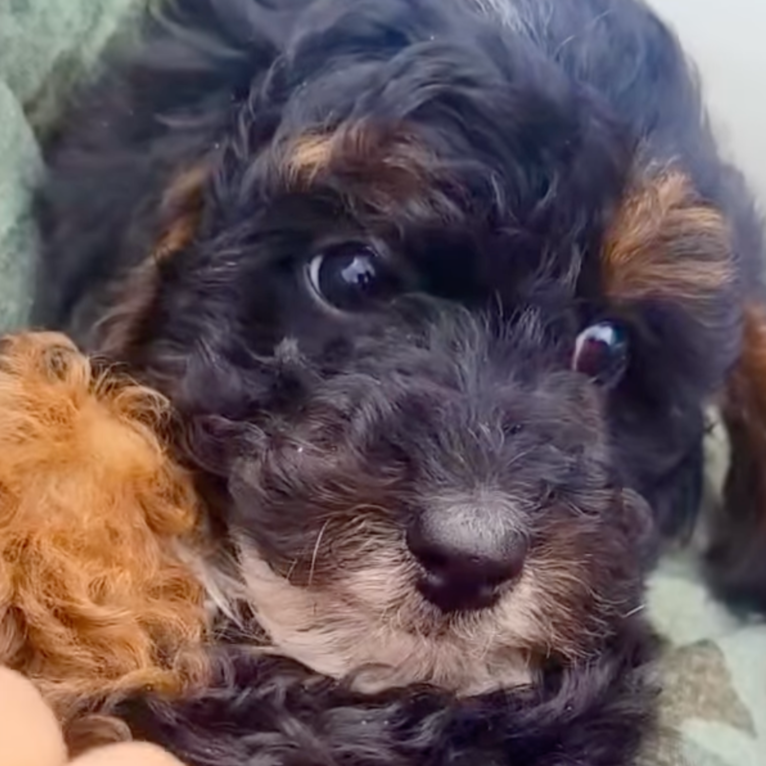 Berakhah — Mountain Valley Poodles puppy photo 3