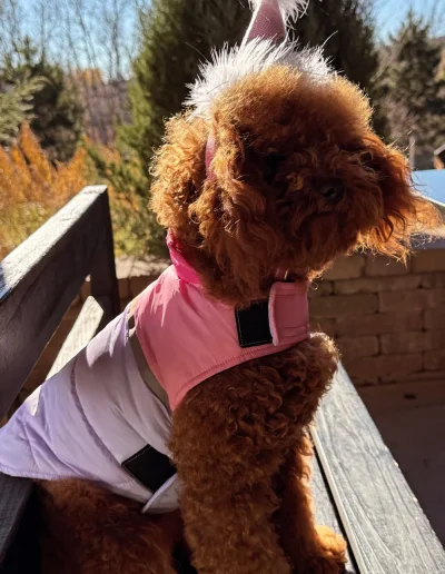 A small brown curly-haired dog, resembling adorable mini poodle puppies, wears a pink and white outfit with a fluffy party hat as it sits on a wooden bench outdoors in the sunlight, trees and a brick wall in the background.
