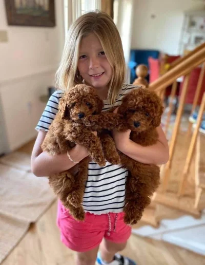 A young girl with blonde hair, wearing a striped shirt and pink shorts, smiles while holding two fluffy brown mini poodle puppies indoors near a staircase.