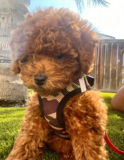 A small, curly-haired mini red poodle puppy wearing a patterned harness sits on green grass near a tree, with a wooden fence and sunlight in the background—perfect for those searching for adorable poodle puppies Utah offers.