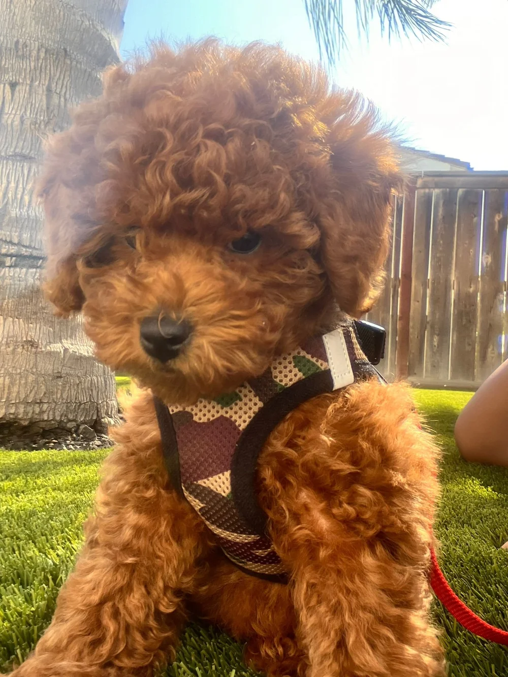 IMG-20241001-WA0010 - Mini Poodle Puppies For Sale in Utah A small, curly-haired mini red poodle puppy wearing a patterned harness sits on green grass near a tree, with a wooden fence and sunlight in the background—perfect for those searching for adorable poodle puppies Utah offers.