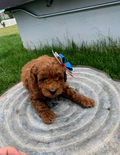 A small, fluffy brown puppy from a top mini poodle breeder lies on a round metal surface outdoors, sporting a blue and red bow. Green grass and a building provide the perfect Utah backdrop for adorable poodle puppies.