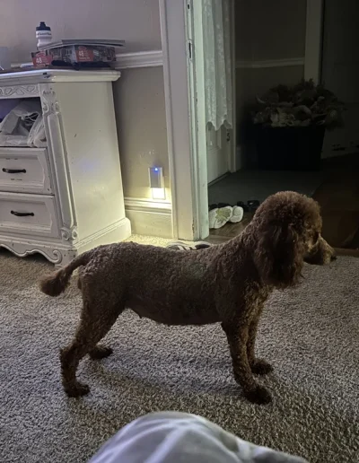 A brown mini poodle puppy stands alert on a carpeted floor in a dimly lit room, facing an open doorway. A white dresser and some slippers are visible in the background.