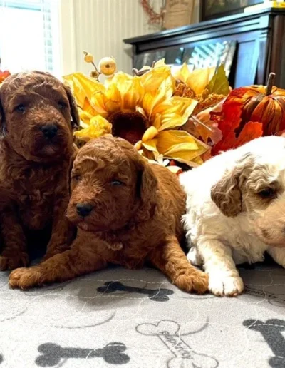 Five fluffy mini poodle puppies, mostly brown with one white and brown, sit on a table decorated with autumn leaves and sunflowers in a cozy, well-lit room.