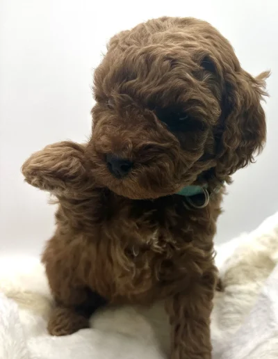 A small, curly-haired mini red poodle puppy sits on a soft, white surface, raising one paw as if waving. With dark eyes and a fluffy coat, this adorable pup looks slightly to the side against a light background.