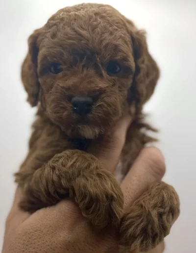 A person gently holds a small, curly-haired brown puppy facing the camera. The mini poodle puppy’s soft fur and big eyes are in focus against a plain light background, capturing the charm of beloved mini poodle puppies.