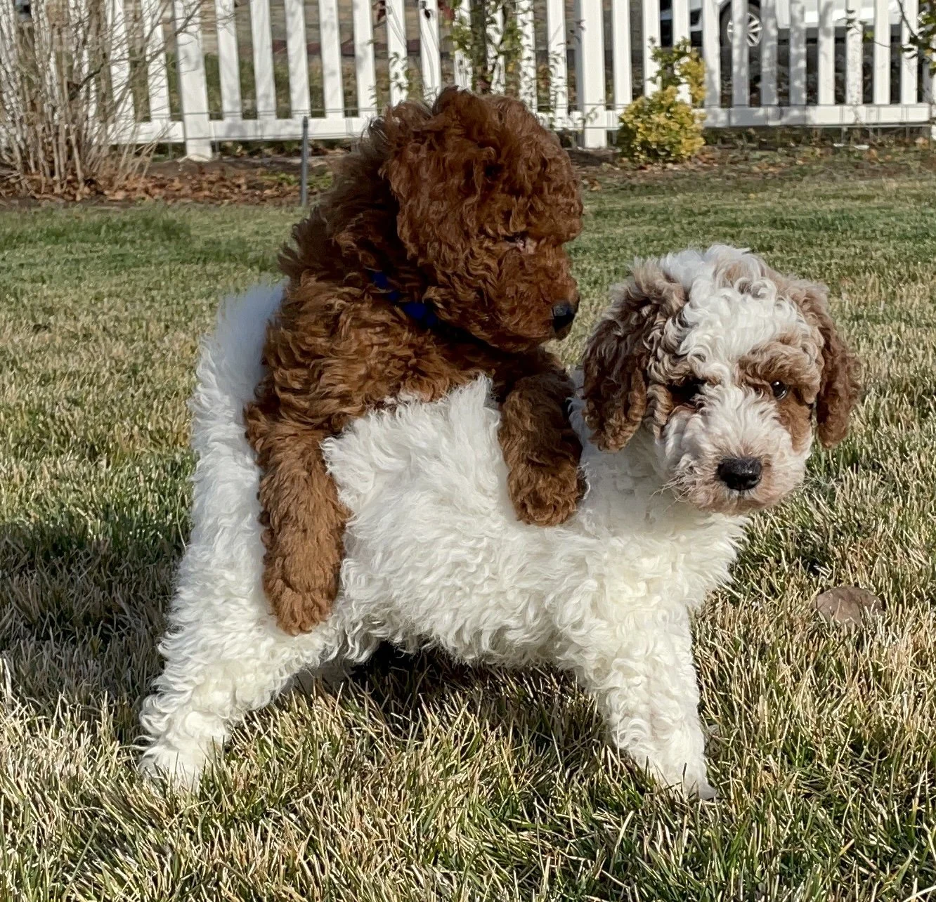 IMG_1015 - Mini Poodle Puppies For Sale in Utah A brown mini poodle puppy playfully climbs onto the back of a white and brown puppy while standing on grass near a white picket fence.