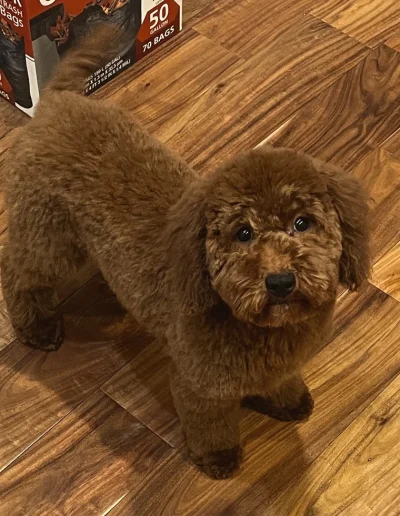 A fluffy brown mini red poodle with curly fur stands on a wooden floor, looking up at the camera. There is a box in the background labeled “50 bags.”.