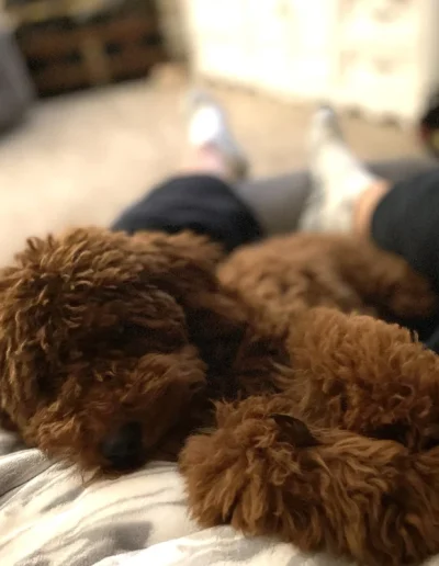 A fluffy brown mini poodle puppy is curled up and sleeping on a person’s lap, who is wearing cozy clothes and lying on a couch in a softly lit living room.