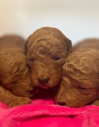 Three curly-haired mini red poodle puppies snuggle closely together on a bright pink blanket, looking cozy and content. The background is softly blurred, highlighting the adorable puppies.