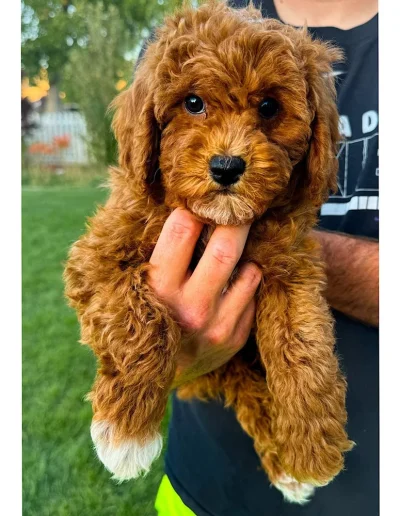 A person holds a fluffy mini red poodle puppy with white paws and a white chin. The puppy has curly fur and big dark eyes. Grass and trees are visible in the blurred background, highlighting this adorable addition from a top mini poodle breeder.