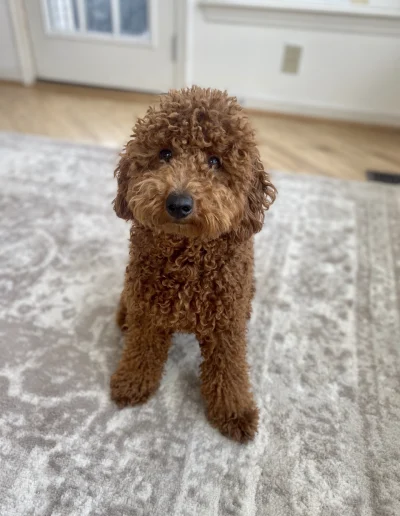 A mini red poodle with curly hair sits on a light-colored patterned rug in a bright room with wooden floors and white walls, capturing the playful charm of poodle puppies Utah families love.