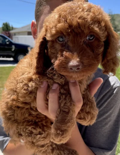 A person holds a fluffy brown mini red poodle puppy with curly fur and blue eyes outside on a sunny day, with a truck and grass visible in the background.