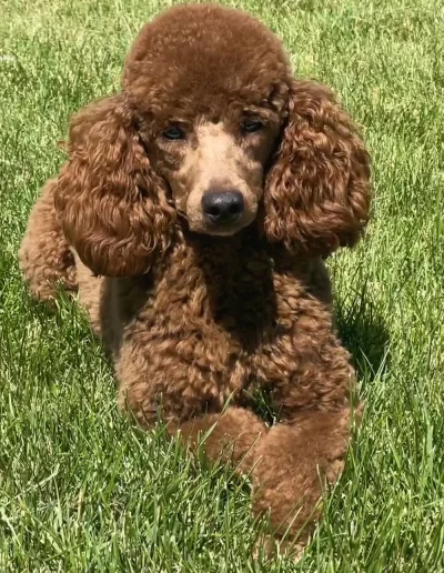 A brown mini poodle puppy with curly fur lies on its stomach in green grass, looking directly at the camera—a charming example of adorable poodle puppies Utah families love.