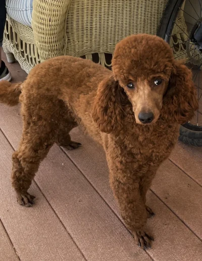 A brown mini poodle with a curly coat stands on a wooden porch, looking at the camera. Part of a bicycle and a person’s legs wearing jeans and black sneakers are visible in the background, showcasing this adorable puppies' charm.