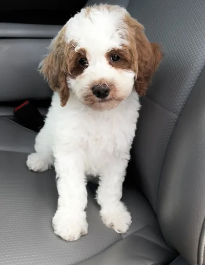 A small, fluffy mini poodle puppy with white fur and light brown patches sits on a car seat, looking toward the camera with a curious expression.
