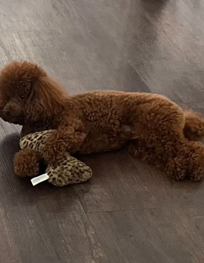 A brown poodle with curly fur is lying on a wooden floor, holding a leopard-print plush toy with its front legs—a charming scene often found at a top mini poodle breeder in Utah.
