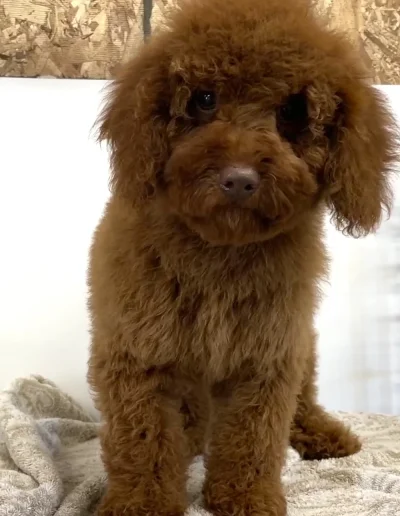A small, fluffy mini red poodle with curly fur sits on a blanket, looking directly at the camera with a cute, curious expression—an adorable example of the puppies from a top mini poodle breeder.