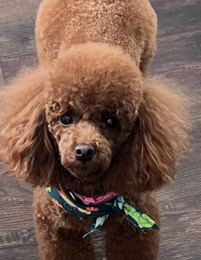 A mini red poodle with curly fur stands on a dark wooden floor, wearing a colorful floral bandana around its neck and looking up at the camera.
