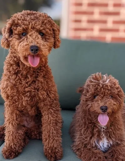 Two fluffy brown mini red poodles with curly fur sit on a green couch outdoors. Both have their tongues out; one is sitting up while the other lies down. A brick wall forms the backdrop, showcasing these adorable poodle puppies from a Utah breeder.