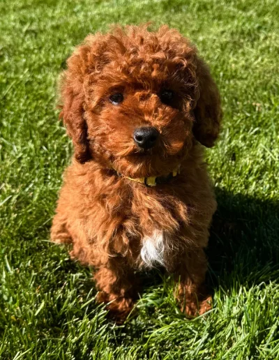 A small, fluffy brown mini red poodle puppy with curly fur and a white spot on its chest sits on green grass, looking up at the camera in bright sunlight.