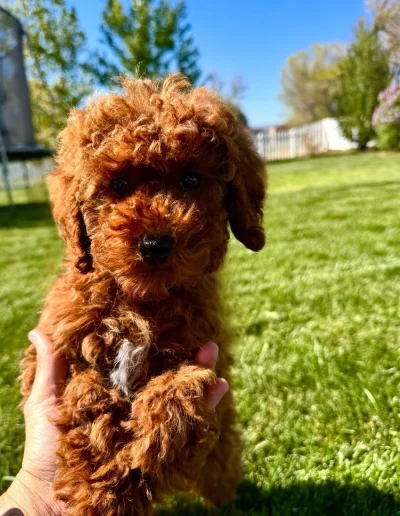A person holds a small, fluffy brown puppy with curly fur outdoors on a bright, sunny day. The puppy’s face is in focus, and green grass and trees are visible—an adorable moment from a top mini poodle breeder in Utah.