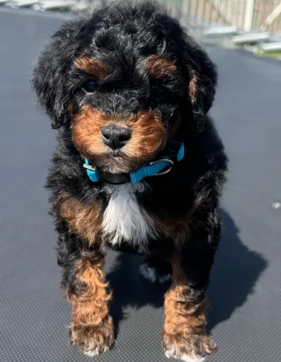 A fluffy black and brown mini poodle puppy with a white patch on its chest stands on a gray surface, wearing a bright blue collar and looking directly at the camera—one of the adorable poodle puppies Utah families adore.